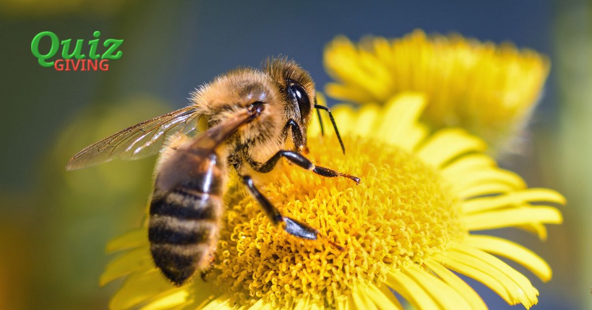 Quiz Giving - Science Quizzes - Buzzing Through Life A Sweet Quiz on the World of Bees