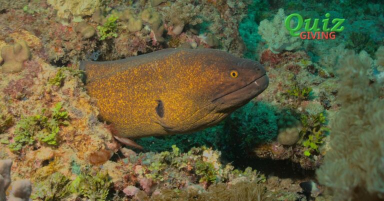 Quiz Giving - Science Quizzes - Delving Deep with Slime Eels A Hagfish Quiz