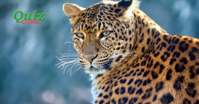 Quiz Giving - Science Quizzes - Spots and Stealth A Prowling Quiz about Leopards