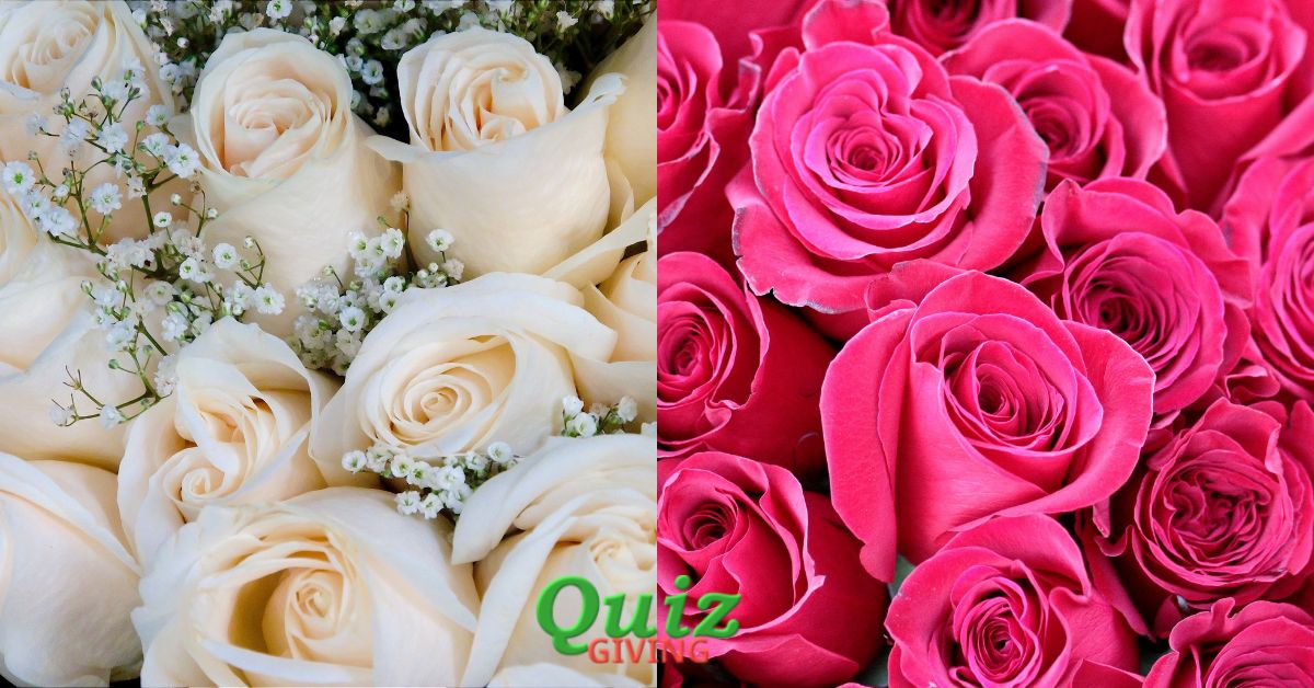 Quiz Giving - Educational Quizzes - Thorny Paths of Power A Riveting Quest through the Wars of the Roses