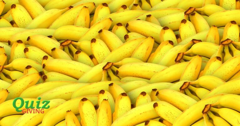 Quiz Giving - Educational Quizzes - The Banana Bonanza A Peel into the Yellow Wonder